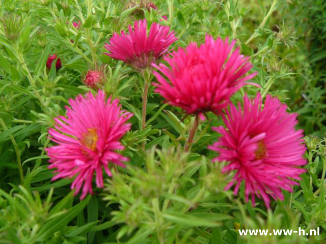 Aster novae-ang. 'Andenken an Alma Potschke'